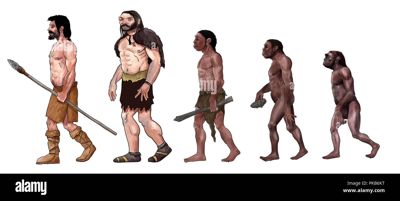 Die menschliche Evolution digitale Illustration, Homo erectus, Australopithecus Stockfoto