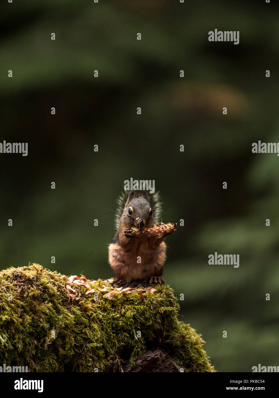 Eichhörnchen auf Zweig Stockfoto