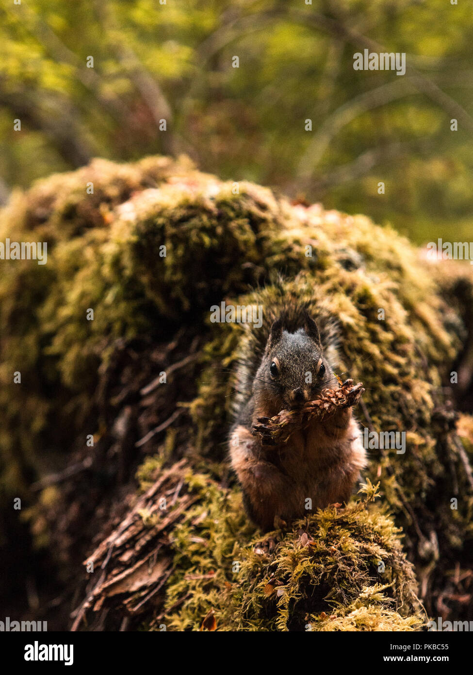 Eichhörnchen auf Zweig Stockfoto