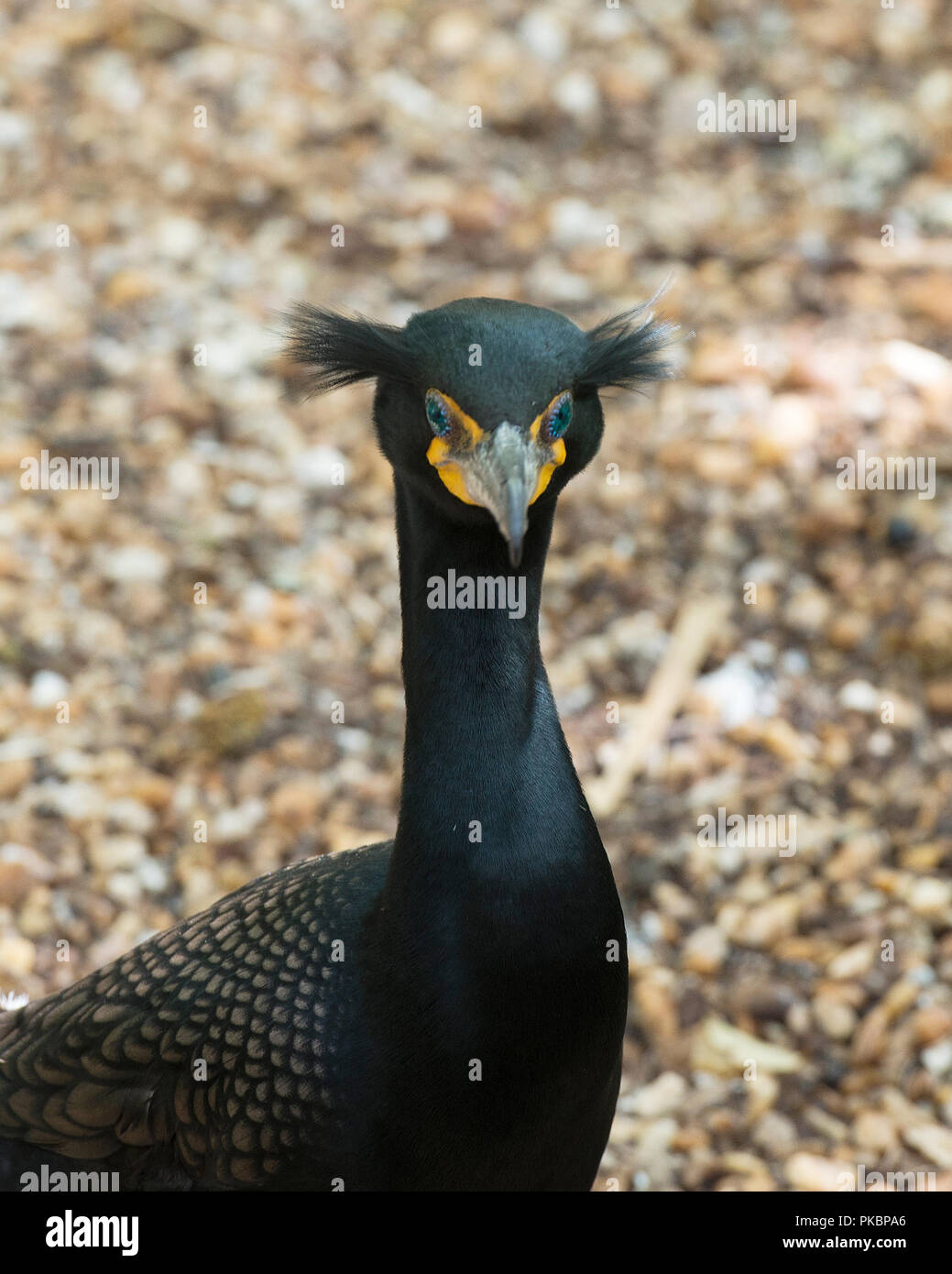 Kormoran Vogel die Sonne genießen. Stockfoto