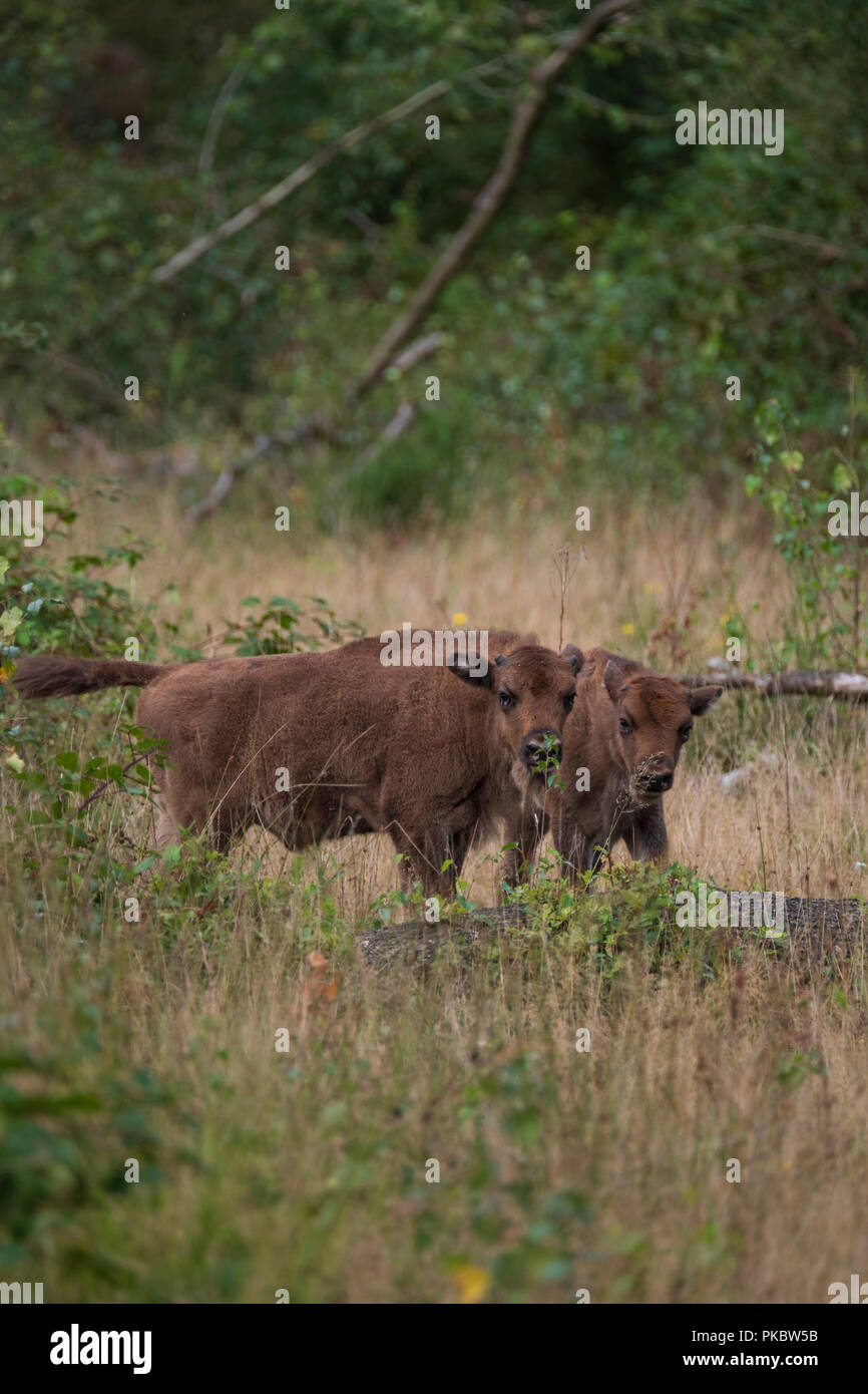 Zwei junge wisent Kälber der Europäischen bison stehend im Naturpark der Maashorst, Niederlande Stockfoto