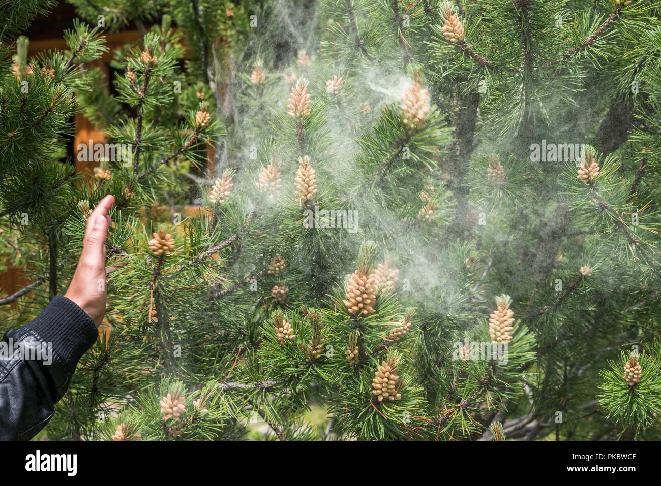 Cloud von Pollen einer Kiefer Stockfoto