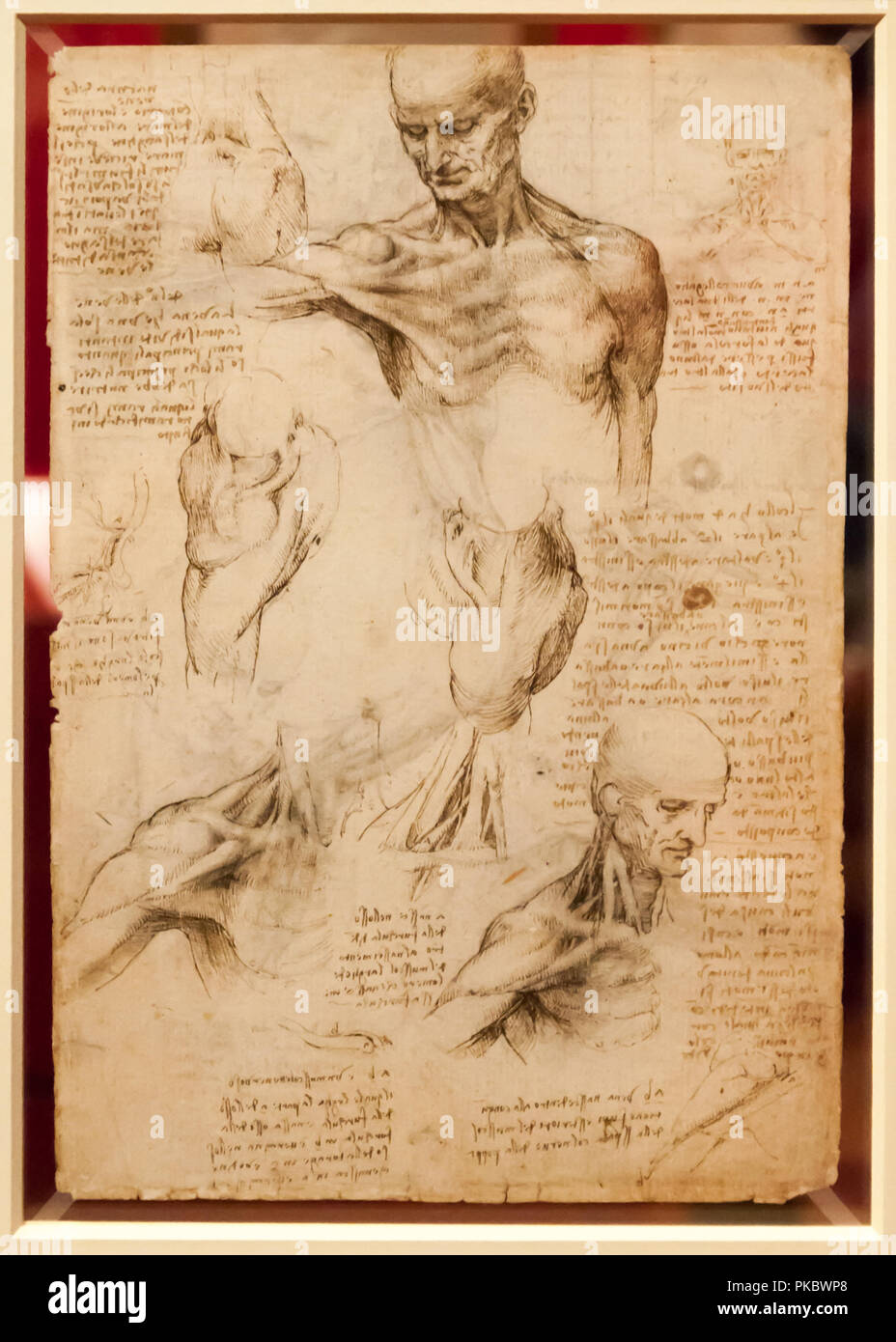 Leonardo da Vinci's menschliche Brüste anatomische Zeichnung im Queen's Gallery, London, England, Großbritannien Stockfoto