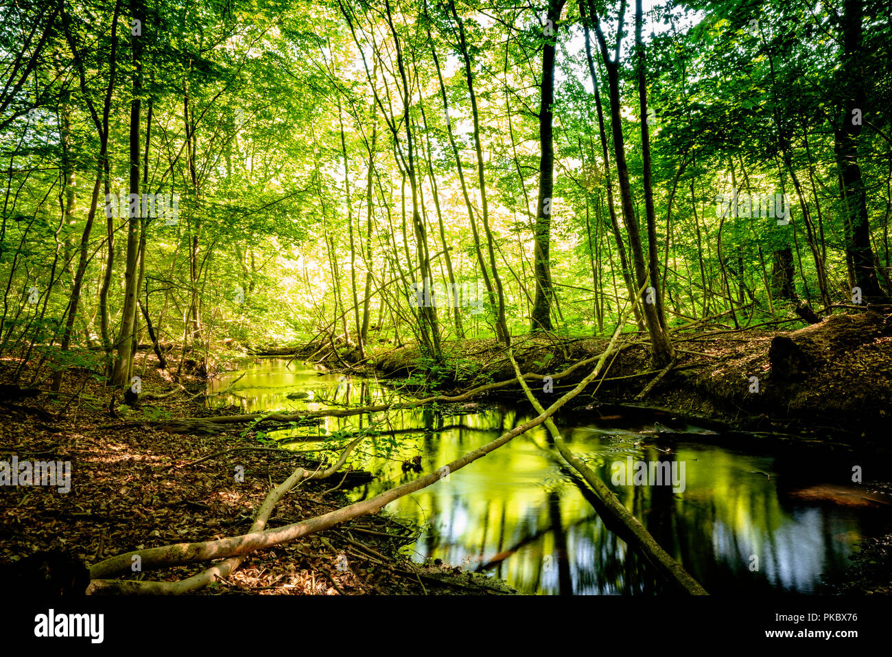 Ruhigen Fluss in einem grünen Wald mit Spiegelungen der Bäume und Farben Stockfoto