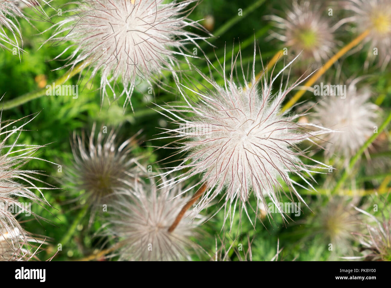 Pulsatilla vulgaris, eine giftige Pflanze im Alnwick Garden Gift Garten. Die Pasque flower ist bekannt, um Schmerzen zu verursachen, wenn Sie eingenommen Stockfoto