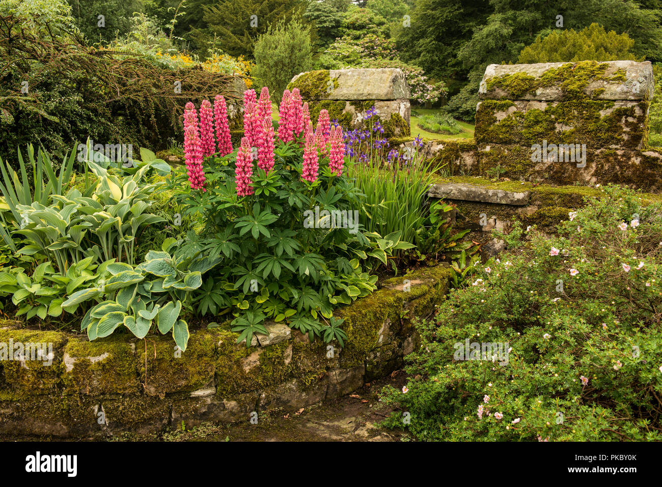 Download Blumennamen englisch Desktop Wallpaper