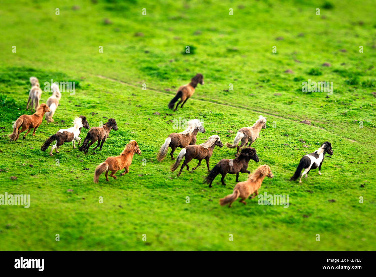 Wilde Pferde, die auf der grünen Wiese von oben im Frühling Stockfotografie  - Alamy