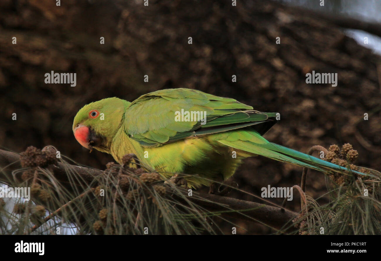 Nablus, Westjordanland, palästinensischen Gebiet. 10 Sep, 2018. Eine Rose-ringed Parakeet auf einem Baum in der Stadtbibliothek Park im Westjordanland Nablus liegt, am 10. September 2018. Eine der wenigen Papageienarten, die erfolgreich zum Leben in gestörter Lebensräume angepasst haben, es war der Ansturm der Urbanisierung und Abholzung widerstanden. Als beliebte Heimtiere, Vögel haben eine Reihe von Städten auf der ganzen Welt Kredit kolonisiert: Ayman Ameen/APA-Images/ZUMA Draht/Alamy leben Nachrichten Stockfoto