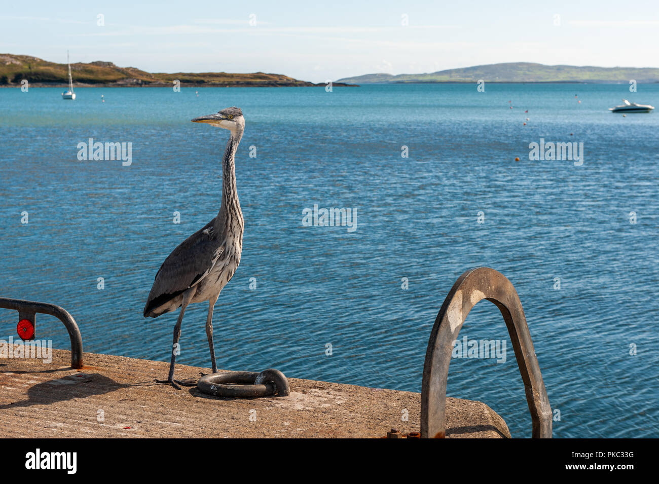 Schull, West Cork, Irland. 12. September 2018. Ein Graureiher (Ardea cinerea) genießt die Sonne auf Schull Pier. Duschen wird schwer heute Abend aber Morgen wird sonnig Zauber haben. Credit: Andy Gibson/Alamy Leben Nachrichten. Stockfoto