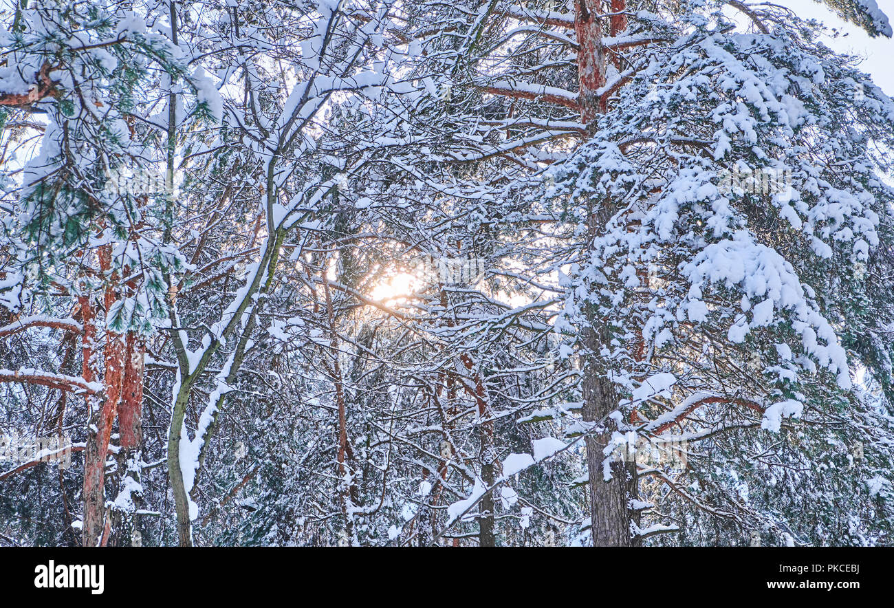 Bäume im Winter Park. Kiefern kauerte mit Schnee im Wald. Saisonale Hintergrund Stockfoto