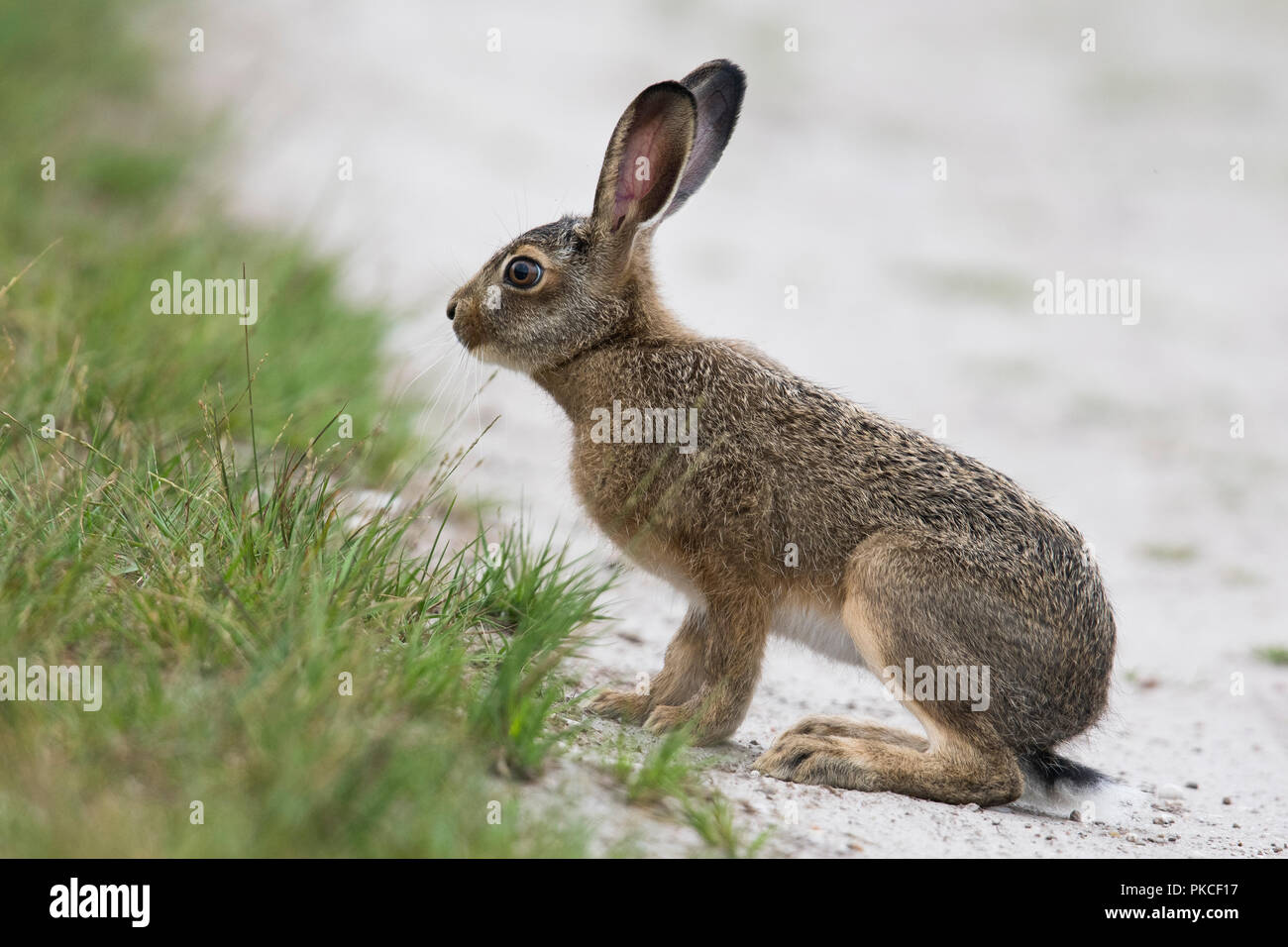 Europäische hare (Lepus europaeus), junge Tier sitzt am Wegesrand, Emsland, Niedersachsen, Deutschland Stockfoto