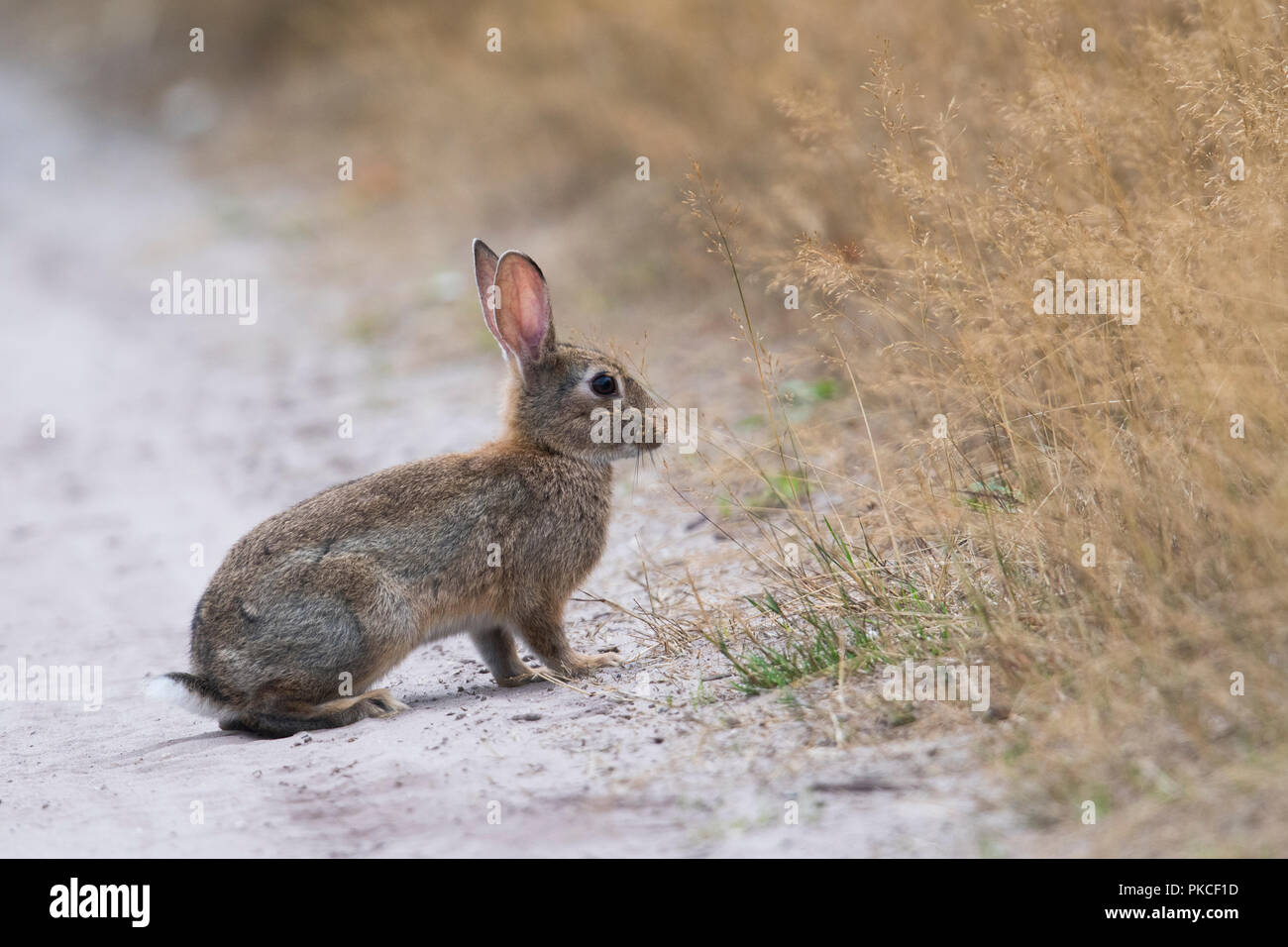 Europäische Kaninchen (Oryctolagus cuniculus), junge Tier am Wegrand sitzt, Emsland, Niedersachsen, Deutschland Stockfoto