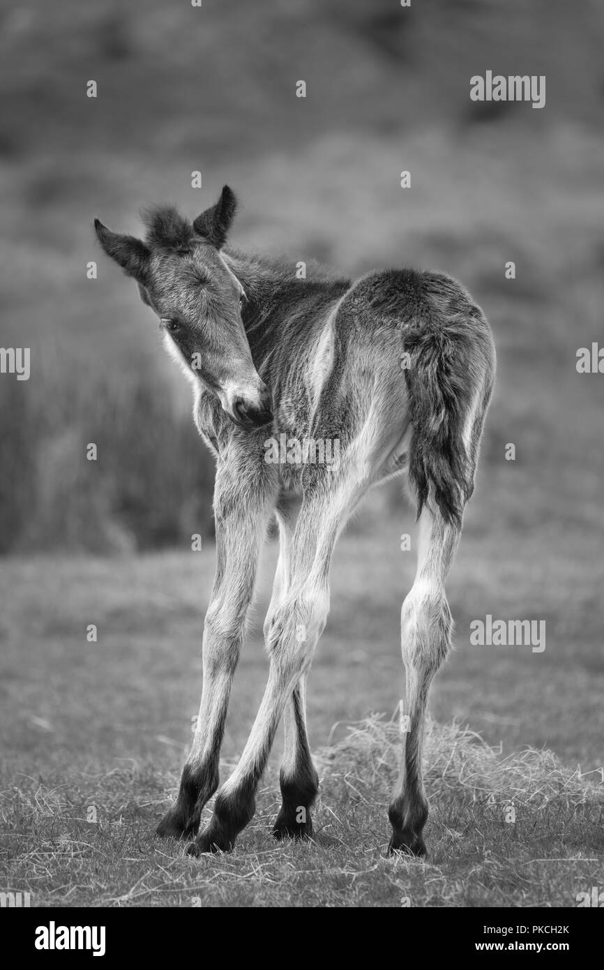 Schönen jungen wilden Moorlandschaften Pony, Bodmin Moor, Cornwall Stockfoto