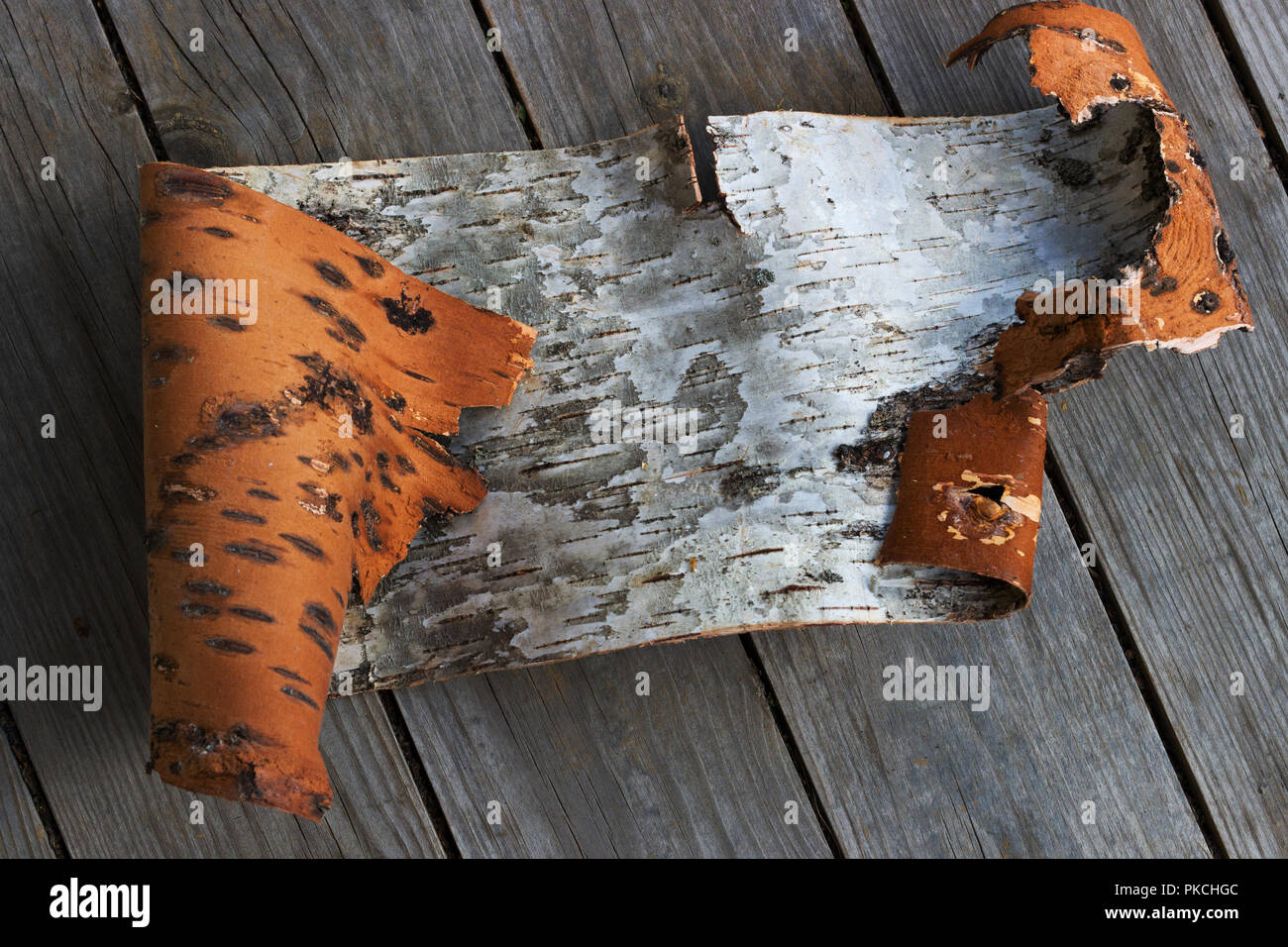 Birkenrinde Stockfoto