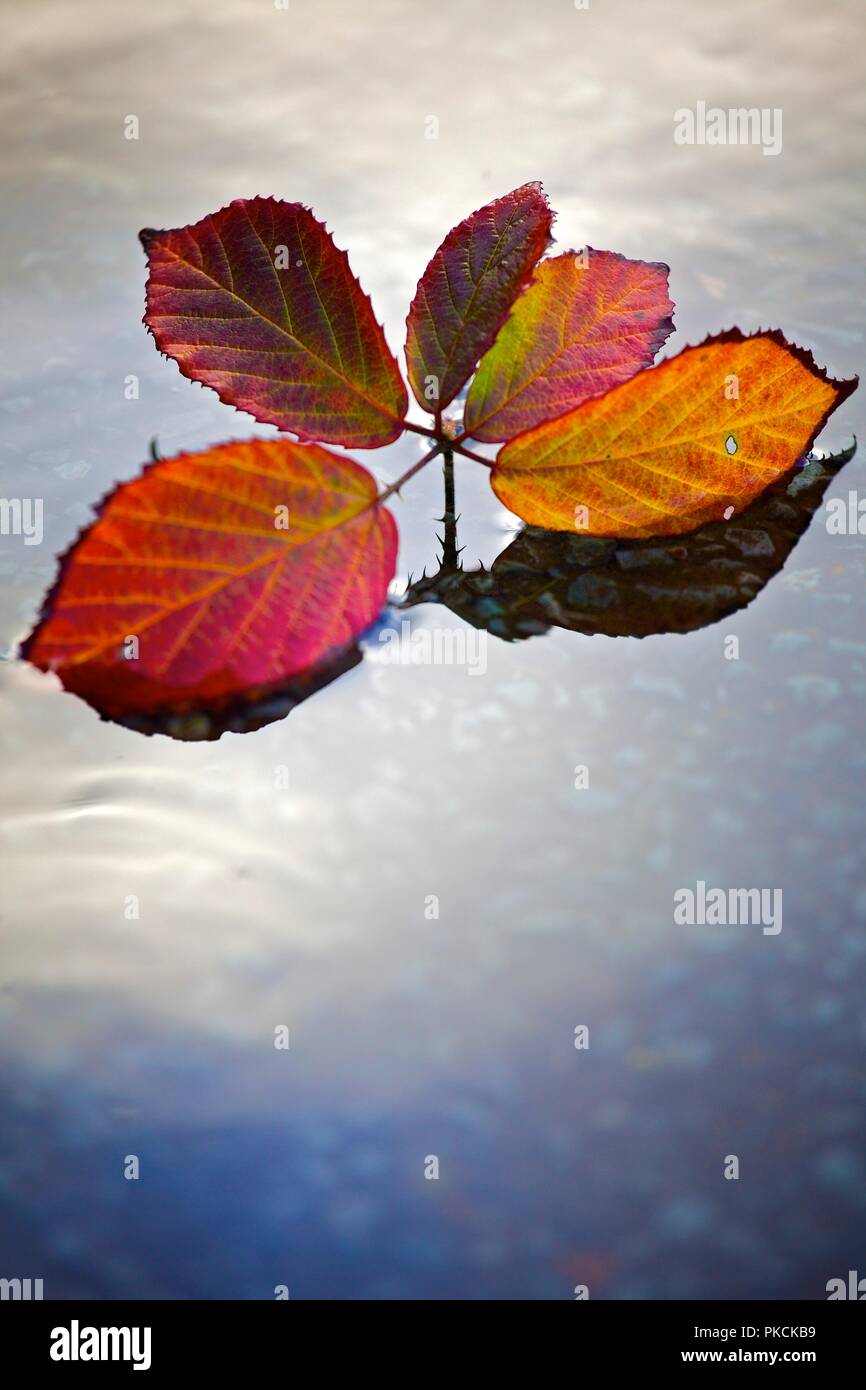 Sprig der roten und goldenen Herbst Blätter schwimmen auf der Oberfläche des Wassers, 2009. Künstler: James McCormick. Stockfoto