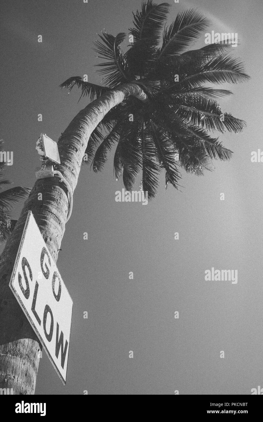 Gehen Sie langsam Zeichen auf Palme in Caye Caulker Belize Stockfoto