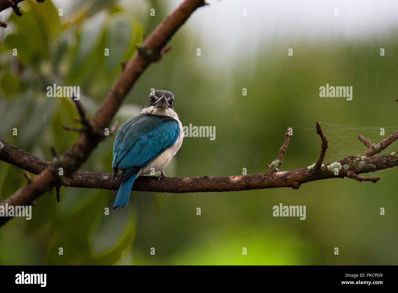 Eisvogel Vogel mit einer Kontrolle aussehen Stockfoto