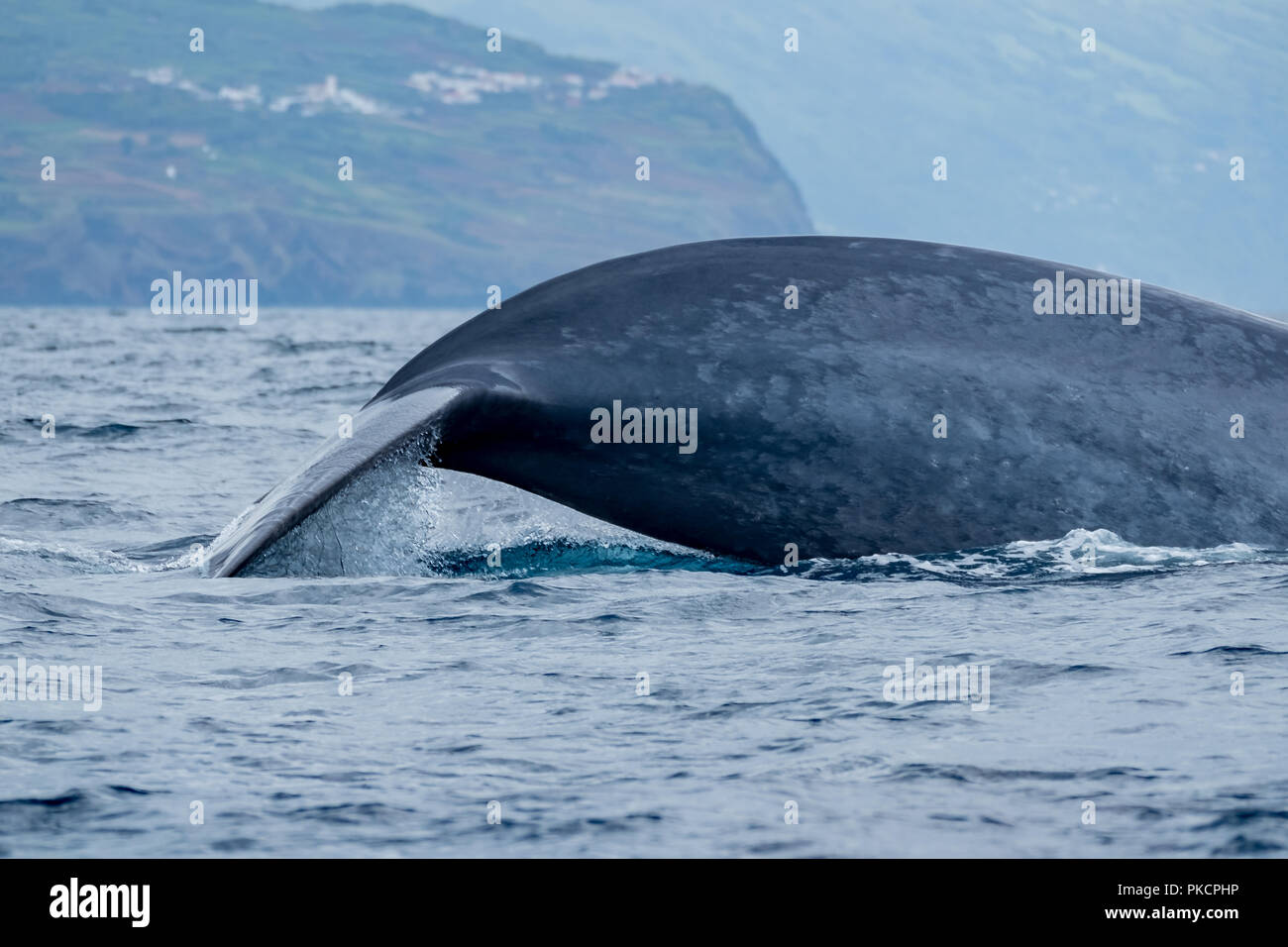 Blauer Wal in der Nähe der Küste Stockfoto