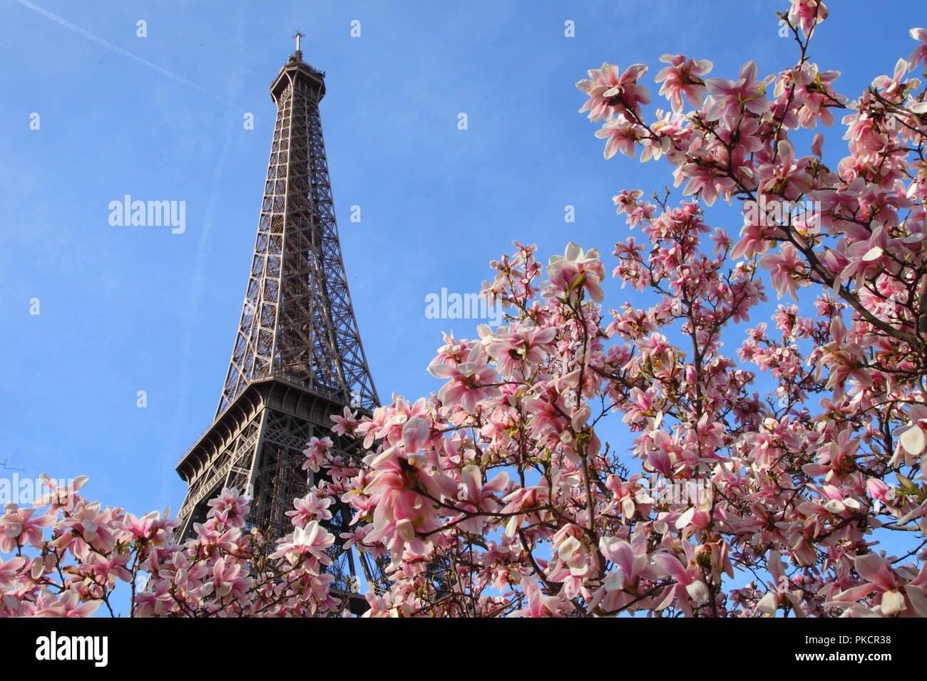 Eiffelturm im Frühjahr. Paris. Frankreich. Magnolia Stockfoto