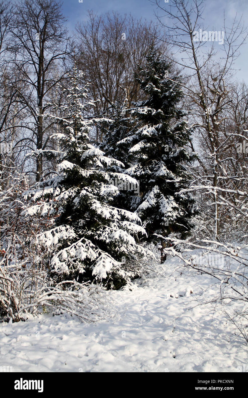 Nadelbäume mit Schnee im Winter abgedeckt Stockfoto
