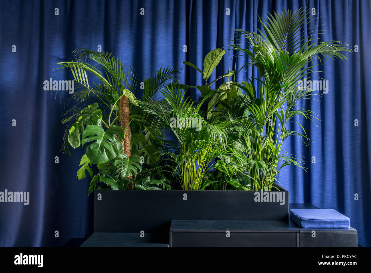 Große grüne Pflanzen auf Holz schwarz steht Stockfoto