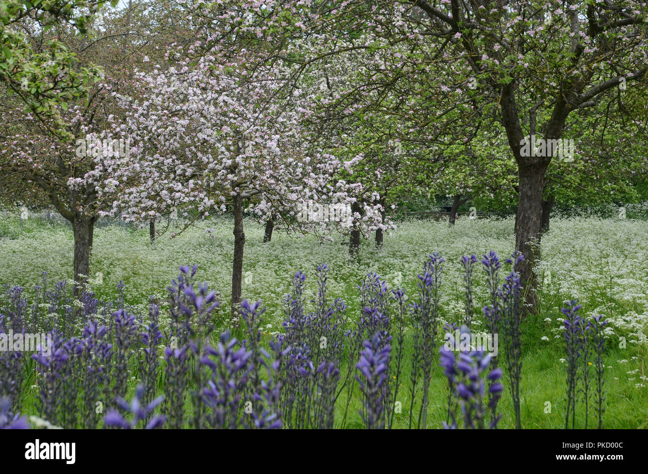 Frühling in Glastonbury Abbey Gardens, Glastonbury, Somerset, Großbritannien Stockfoto