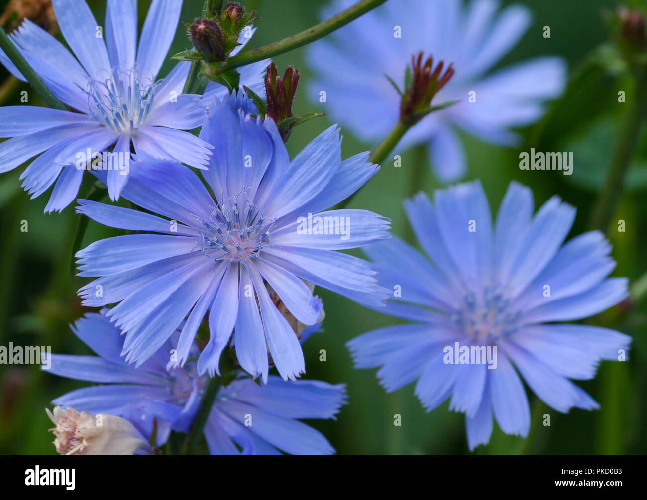 Blau-violetten Blüten Chicorée in der Nähe von fünf Stücke, Feld Pflanzen am Abend dunkel, hell, dunkel grünes Laub auf dem Hintergrund Stockfoto