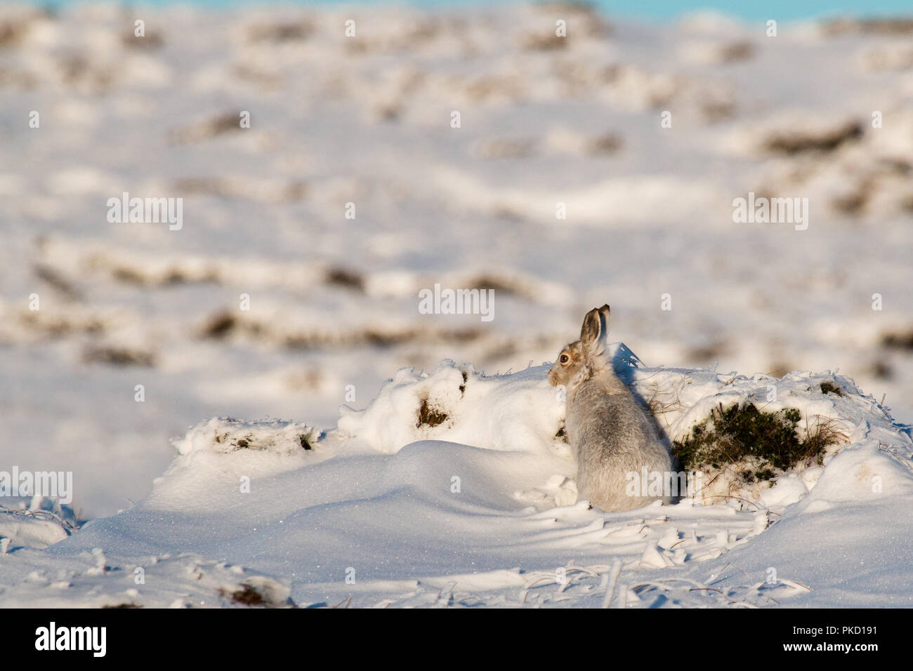 Schneehase (Lepus timidus) in weiß winter Mantel auf schneebedeckten Mauren des Peak District National Park. Stockfoto