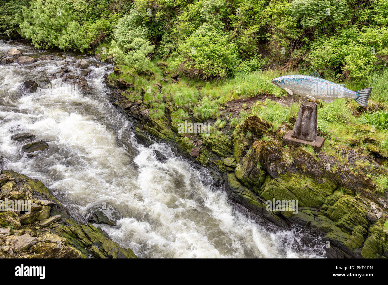 Eine Skulptur mit dem Titel Yeltatzie Lachs durch lokale Künstler Terry Pyles oberhalb der Ketchikan Creek (ein Stream Lachs) über die Creek Street in Ketchikan Stockfoto