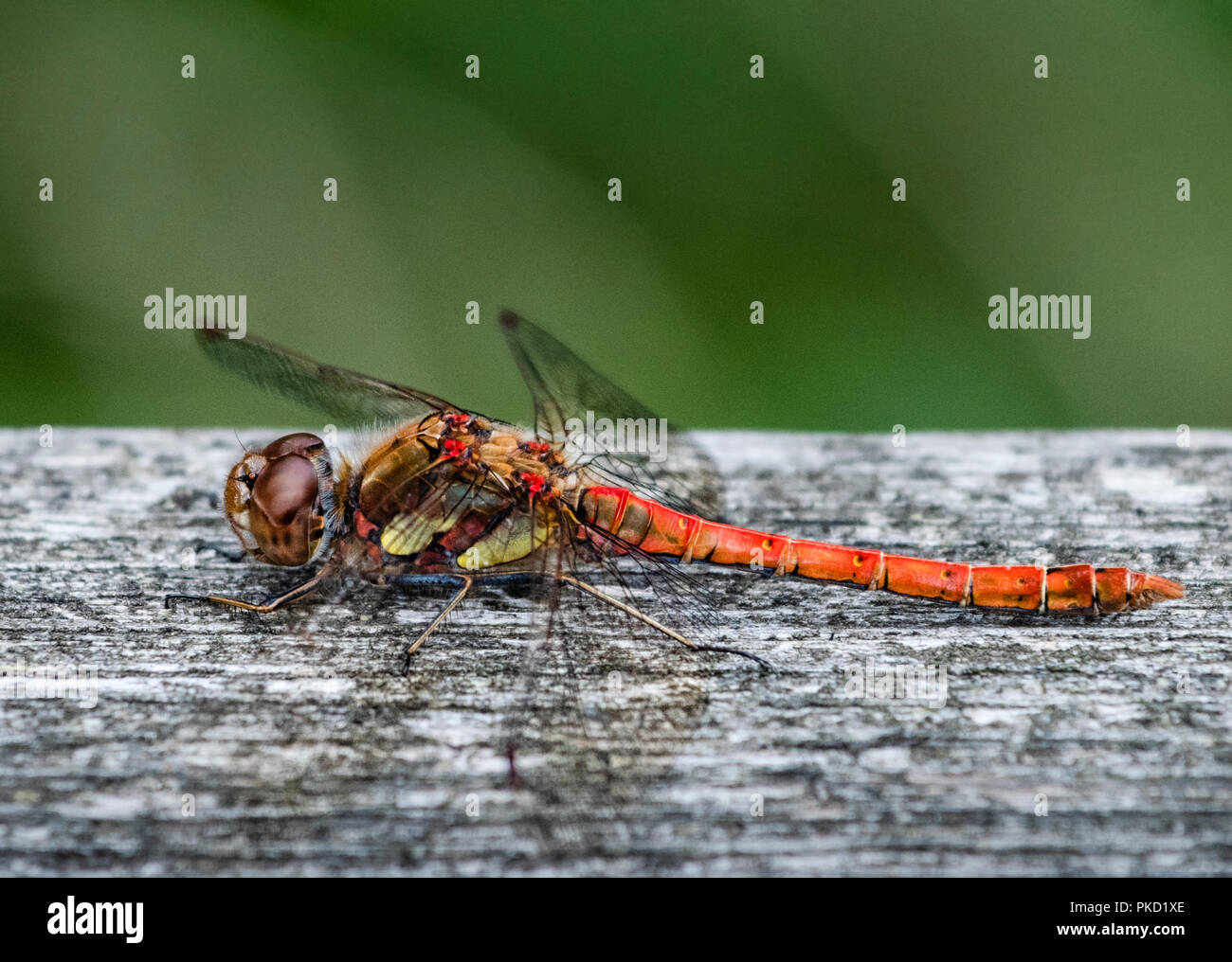 Gemeinsamen Darter Libelle (Sympetrum Striolatum) Stockfoto