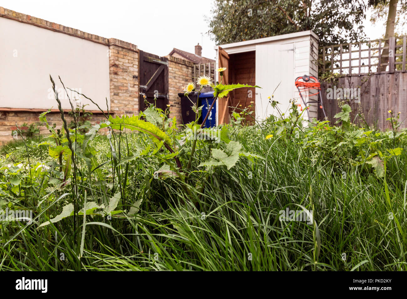 Unkraut wachsen in bewachsenen Rasen Stockfoto