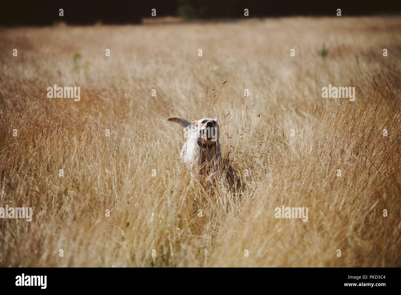 Eine Golden Labrador Hund läuft durch lange gelbe Gras im Sommer. Stockfoto