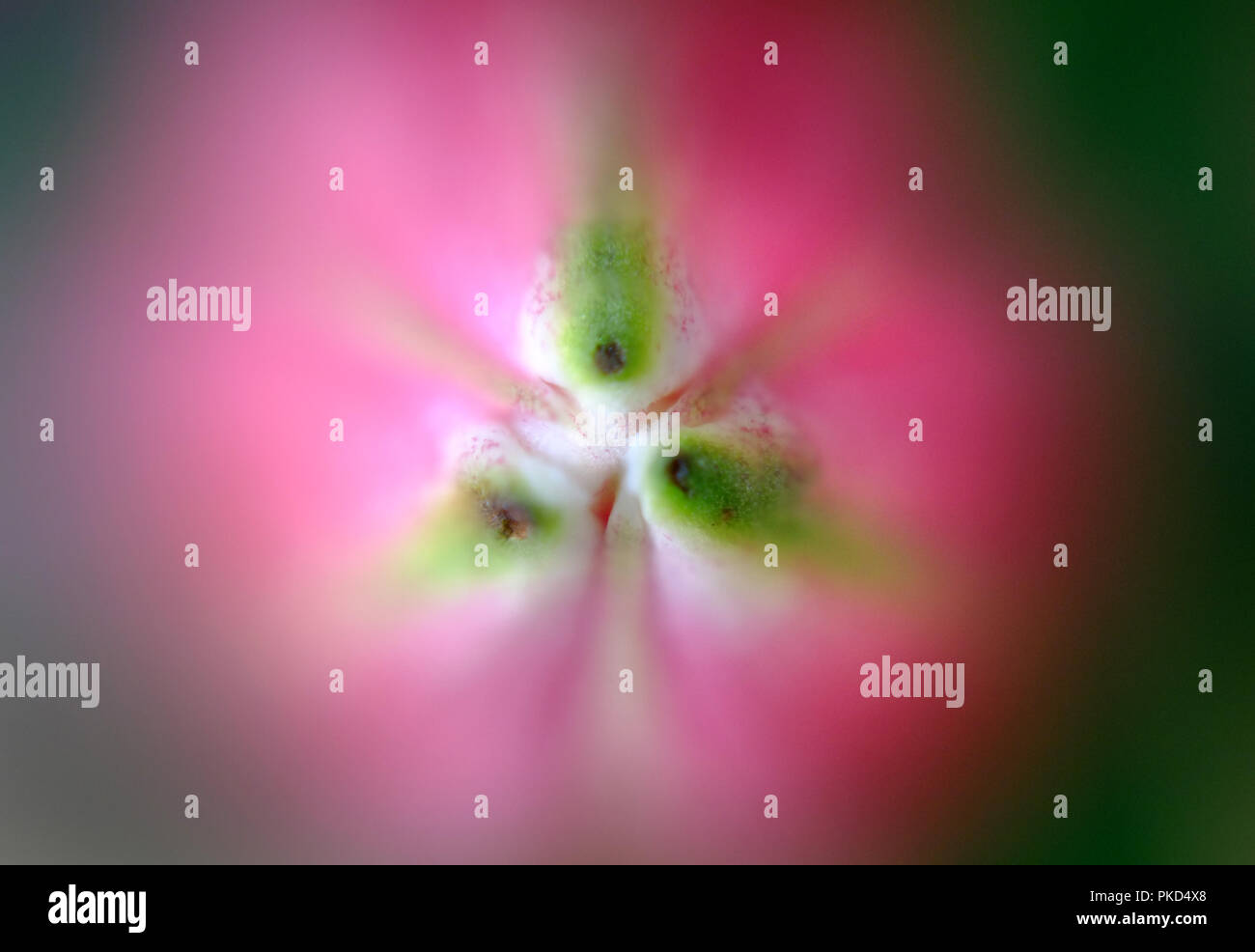 Nahaufnahme eines Lilly flower Stockfoto