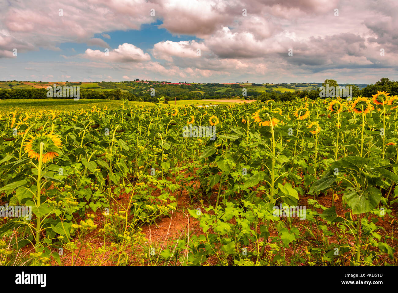 Anpflanzung von Sonnenblumen und Felder. Atlantische Pyrenäen Frankreich Stockfoto