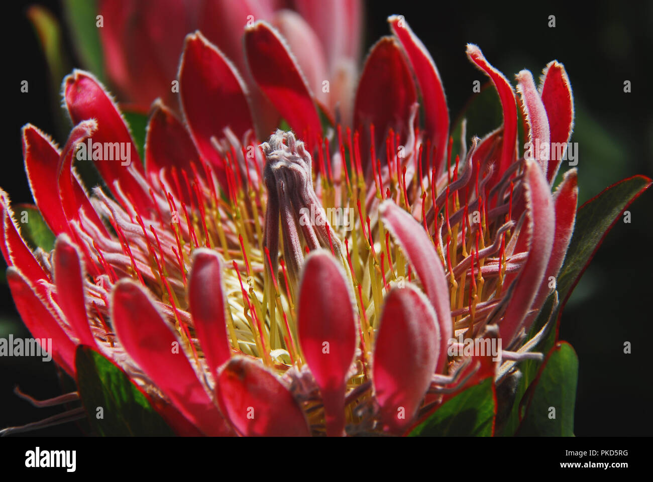 Die offene Blüte mit erstaunlichen Licht auf einem schönen Königin Protea Fynbos in der Nationalen Harold Porter Botanischen Gärten in Südafrika, in der Nähe von Kapstadt. Stockfoto