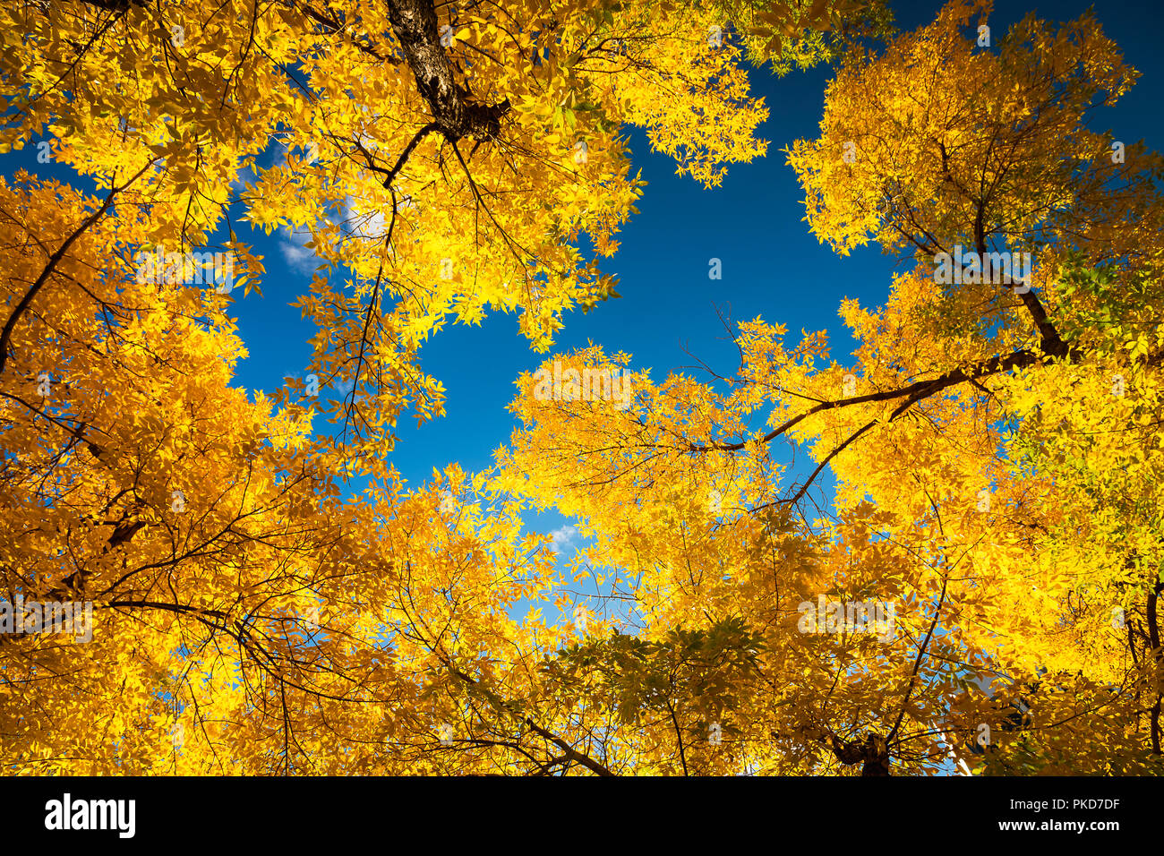 Farbe Baum im Herbst Stockfoto