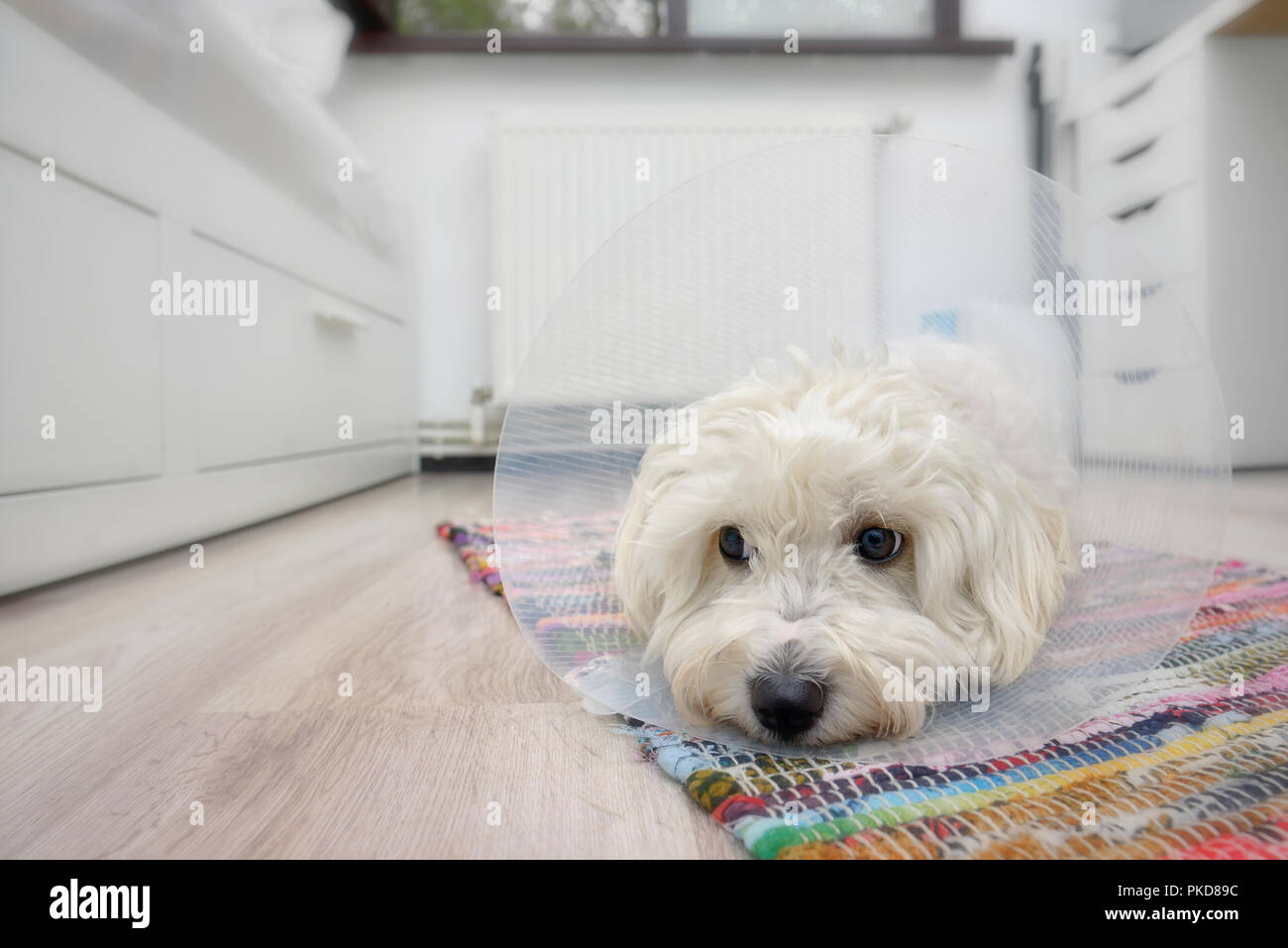 Traurig Malteser Hund mit Kunststoff elisabethanischen (Buster) Stellring Stockfoto