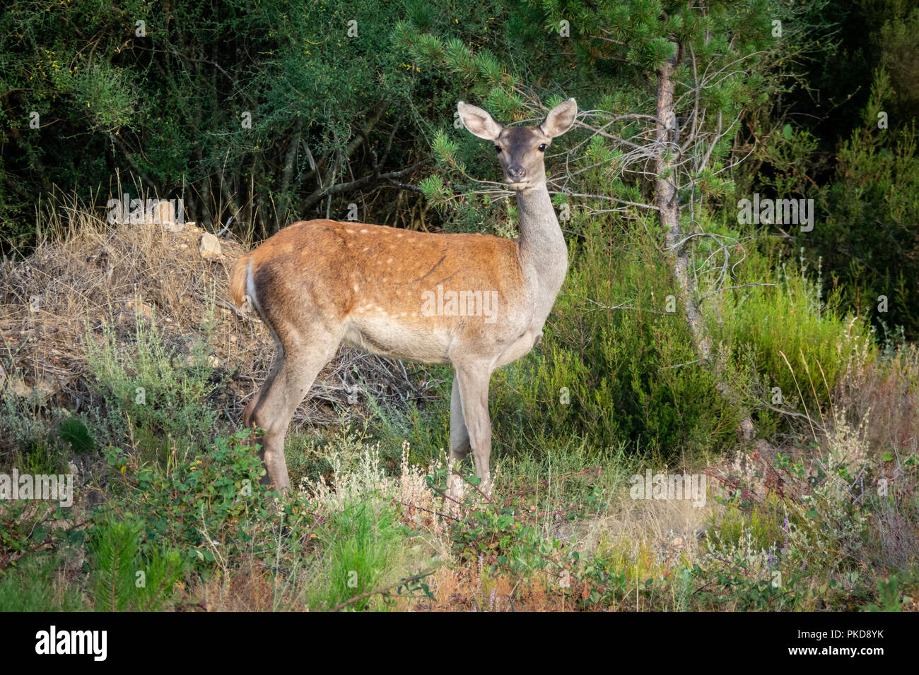 Frau Hirsch mit großen Ohren auf Kamera in der Nähe von Pine Tree Stockfoto