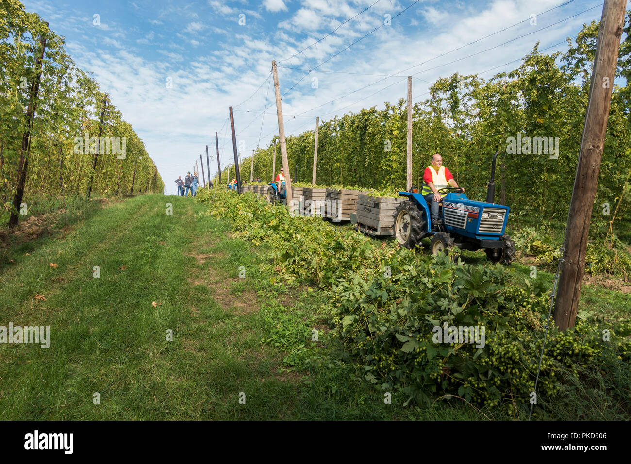 Landarbeiter Ernte Ernte, Hopfen, hop hop Yard, Limburg, Niederlande. Stockfoto