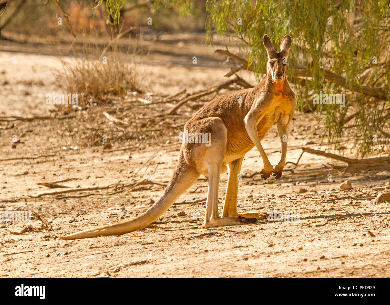 Männliche ed Kangaroo, Macropus Rufus, auf kargen rote Seele des australischen Outback bei Dürre, starrte auf Kamera, an Culgoa Auen Nationalpark, Queensland Stockfoto