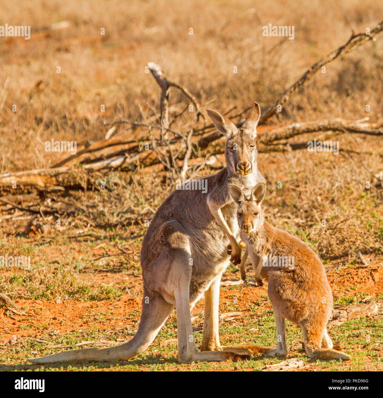 Rote Riesenkängurus im Outback Austra-, Frauen mit großen roten Joey mit leuchtend rotem Fell, sowohl starrte auf Kamera, gegen den Hintergrund der roten Erde und trockenes Gras Stockfoto