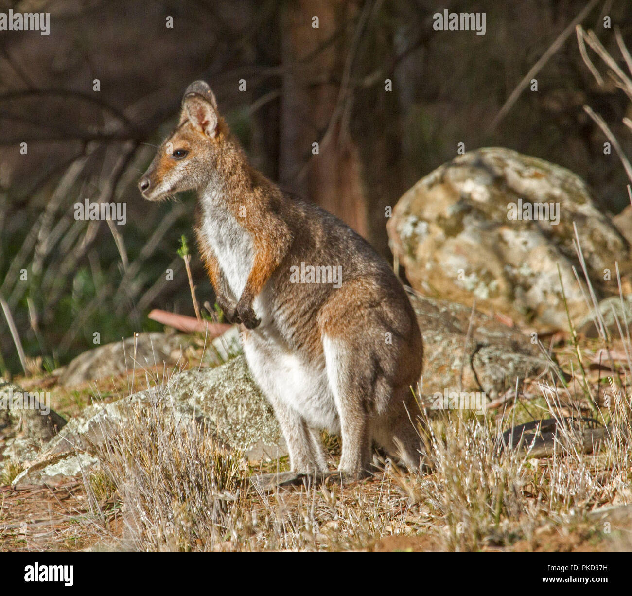 Weibliche Australian red-necked Wallaby, Macropus rufogriseus in der freien Wildbahn unter Felsbrocken im warrumbungle National Park NSW Stockfoto