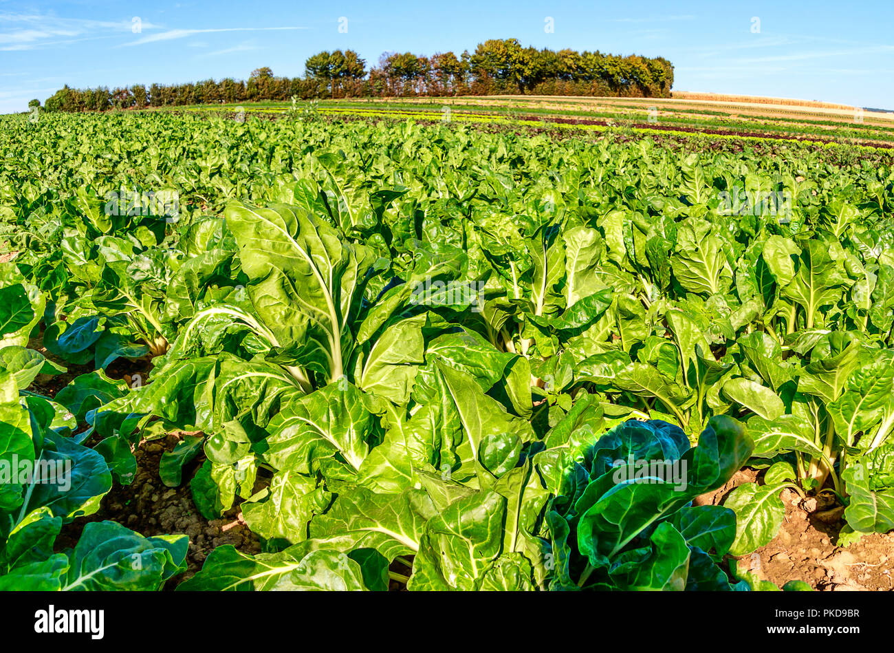 Mangold Feld Stockfotos und bilder Kaufen Alamy