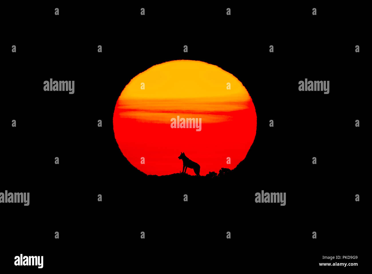 Geklonte iberischen Wolf mit riesigen Sonne bei Sonnenaufgang Stockfoto