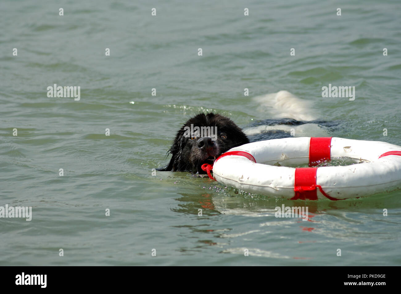 Neufundland - Schwimmen mit Boje - Rettung Canis familiaris) Saint-Jean-Nageant avec bouée - Sauvetage Stockfoto