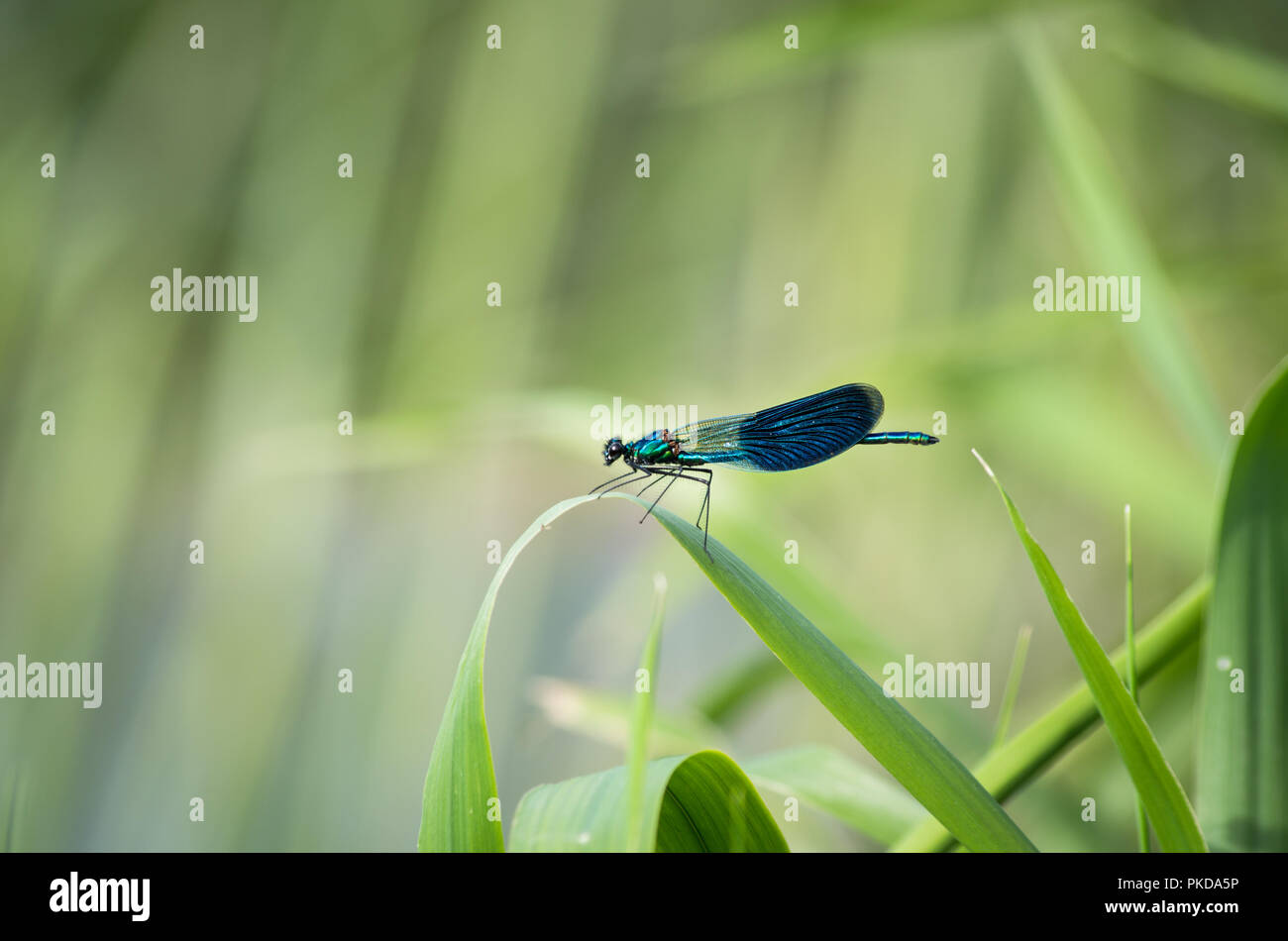 Blaue Libelle Stockfoto