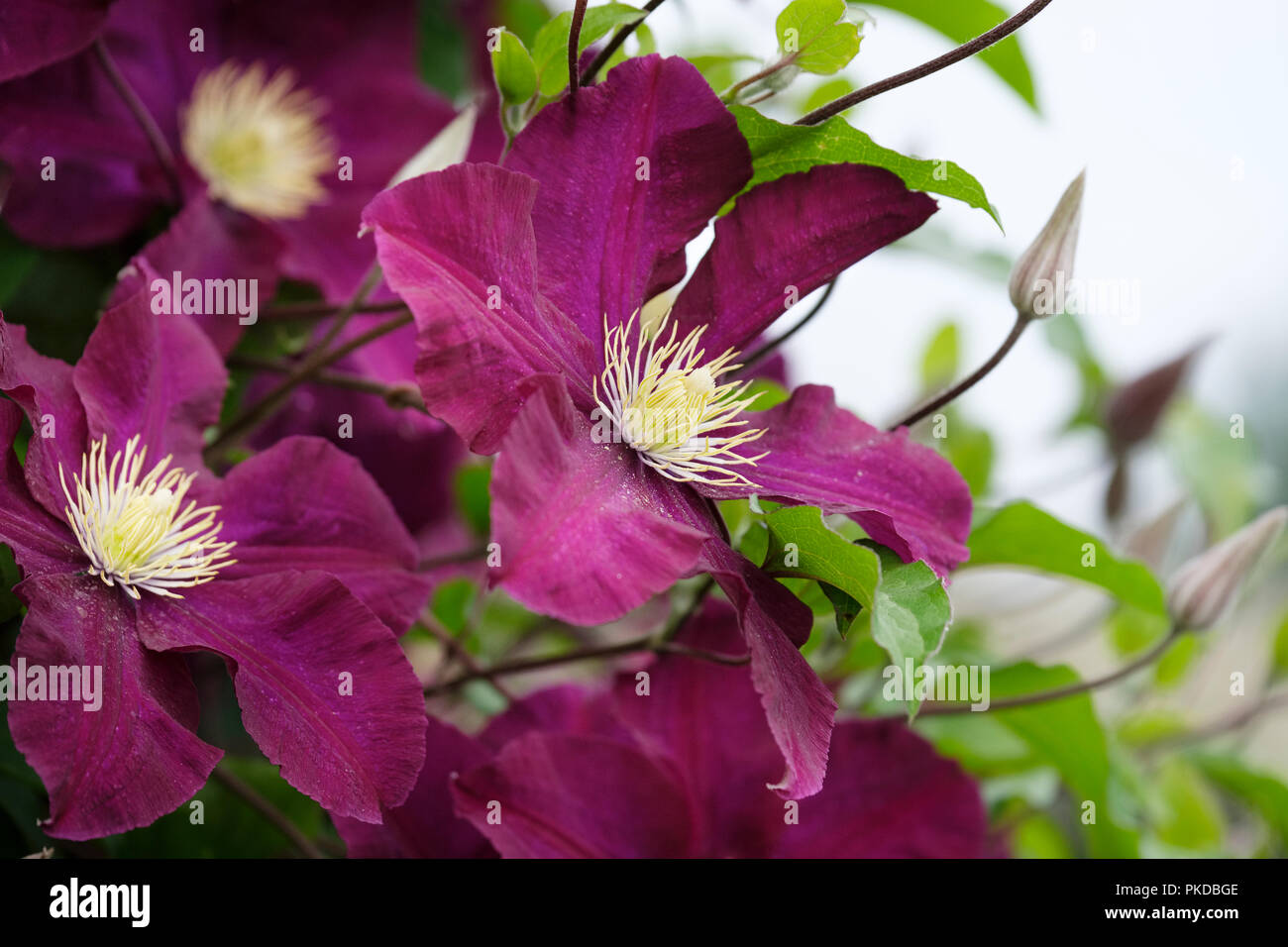 In der Nähe von Tief violetten Blüten der Clematis 'Warszawska Nike', CLEMATIS Warschau Nike Stockfoto