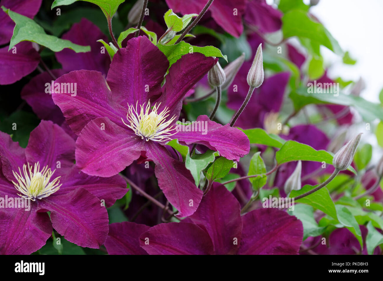 In der Nähe von Tief violetten Blüten der Clematis 'Warszawska Nike', CLEMATIS Warschau Nike Stockfoto
