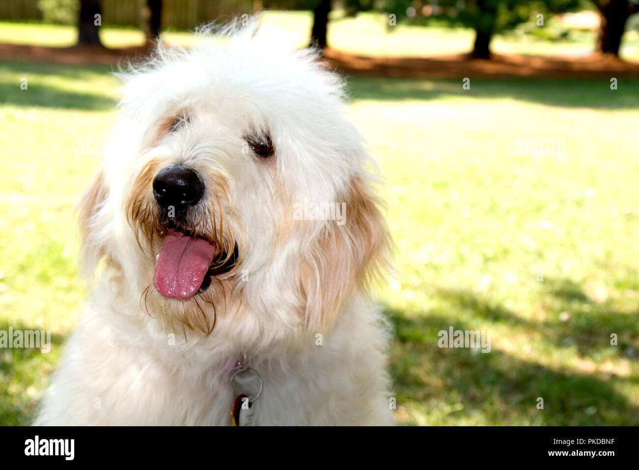 Golden Doodle Hund in verschiedenen Konzept Bilder einschließlich dress