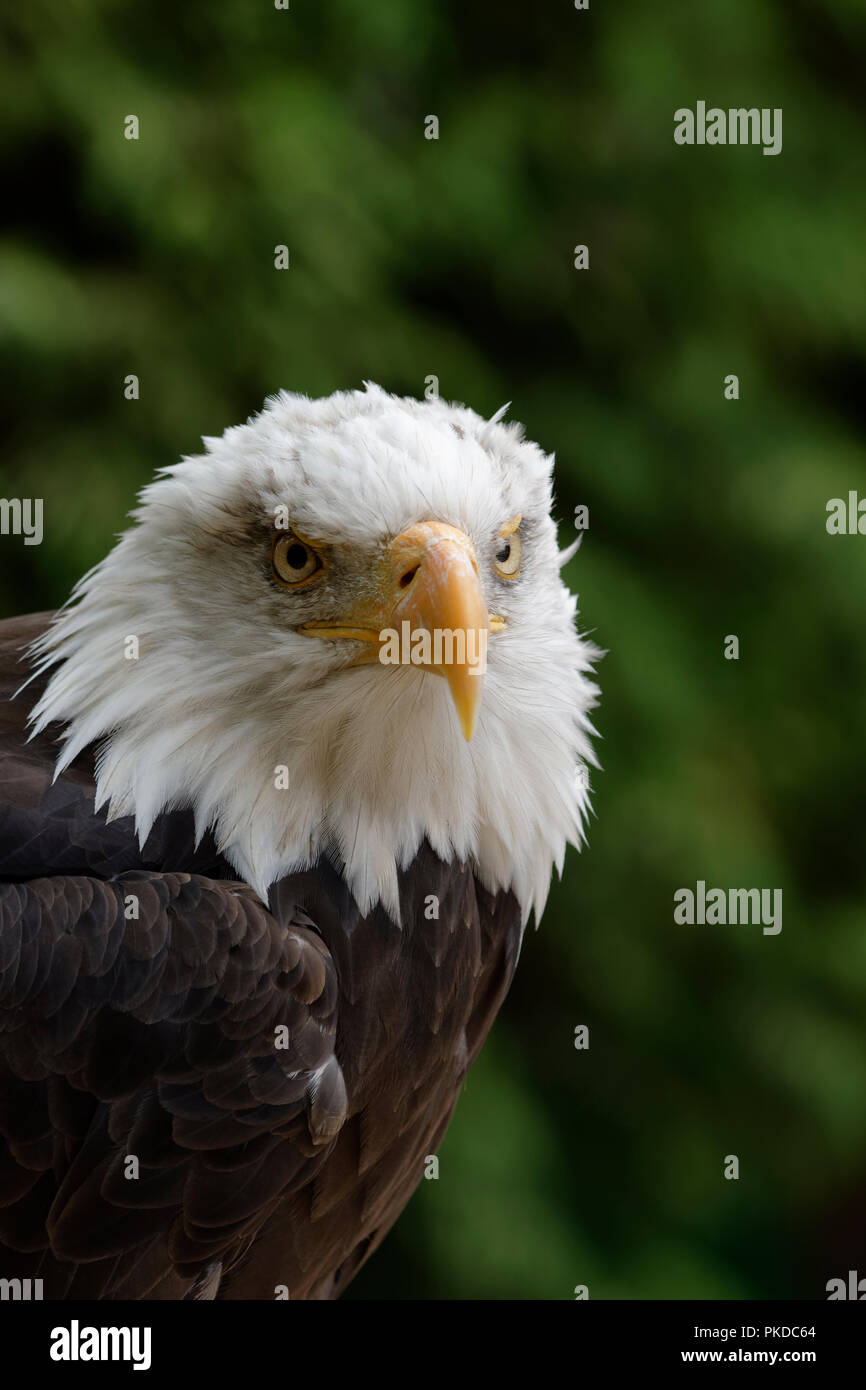 Eine Nordamerikanische Weißkopfseeadler "Danebury, lebt an der Hawk Conservancy Trust Spezialist Raubvogel Conservation Centre in der Nähe von Andover, Großbritannien Stockfoto
